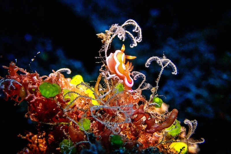 Colorful nudibranch and marine invertebrates photographed on a reef
