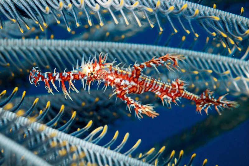 Ornate ghost pipefish camouflaged beside a feather star on a tropical reef