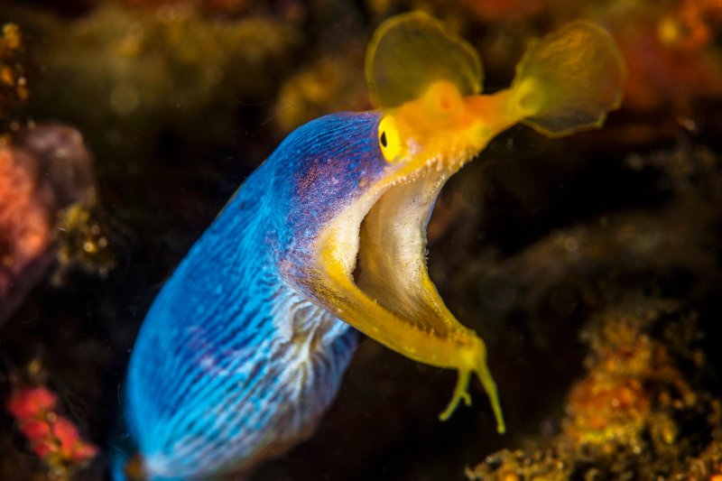 ribbon moray eel with open mouth between corals 