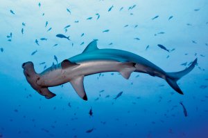 Diving with Hammerhead Sharks: 10 Best Dive Spots