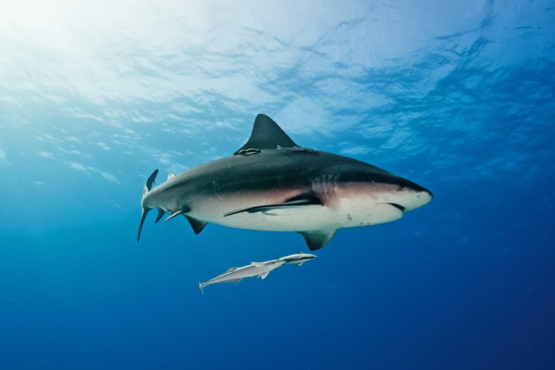 Large bull shark swimming in open blue water
