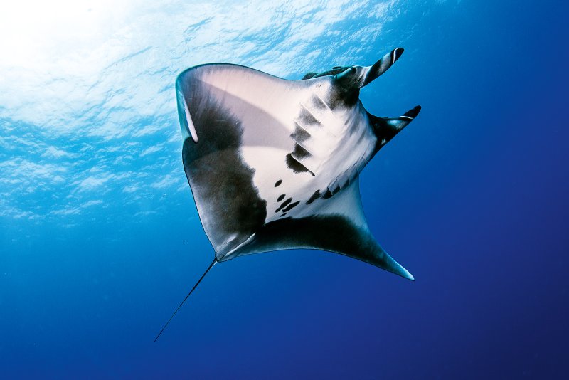 Manta Ray Conservation: The Ultimate Guide for Scuba Divers