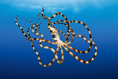 Octopuses: 20 Amazing Facts