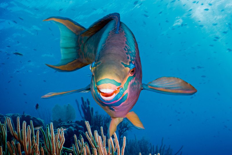 Close-up of a parrotfish showing its beak-like mouth on a coral reef