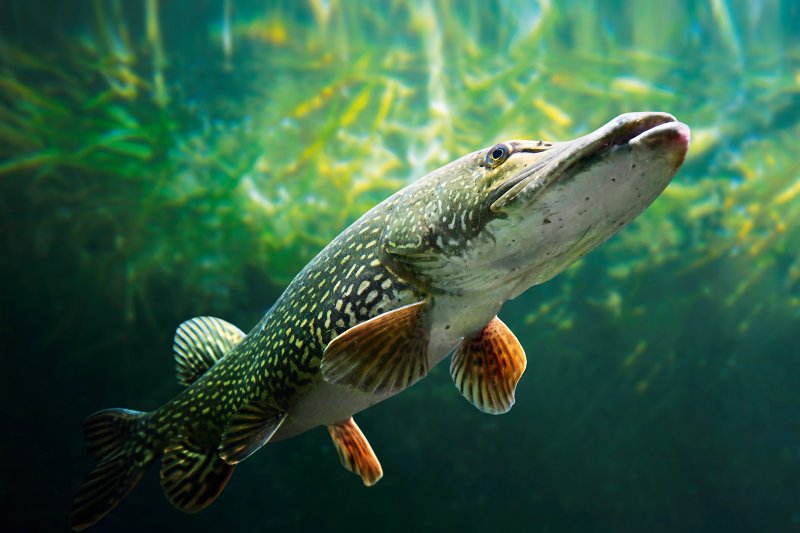 Pike hiding among underwater plants in a freshwater lake