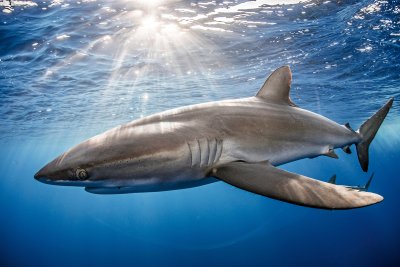 What Shark Cage Diving Taught Me About Sharks - and People