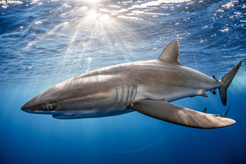 What Shark Cage Diving Taught Me About Sharks - and People