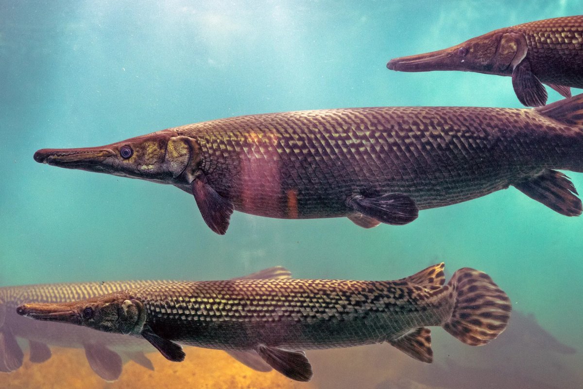 Gar
