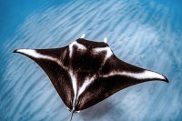 Atlantic Manta
