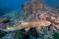 Bamboo  Sharks