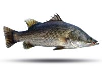 Barramundi