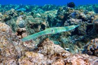 煙管魚或馬鞭魚