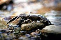Freshwater Crayfish