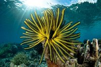 الكرينويدات