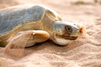 Litteäselkäkilpikonna