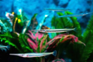 الخرمان سمك