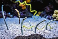 Garden Eel