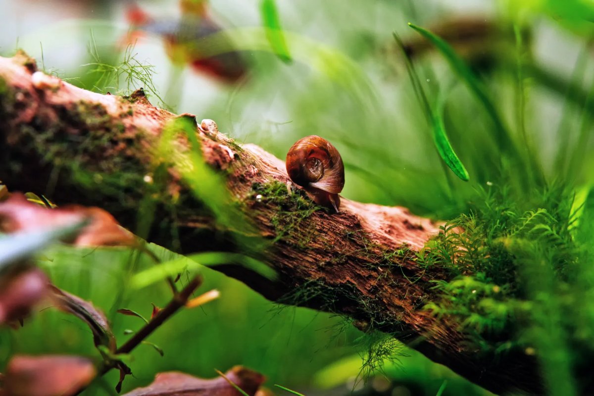 Spring Snails Freshwater Snails