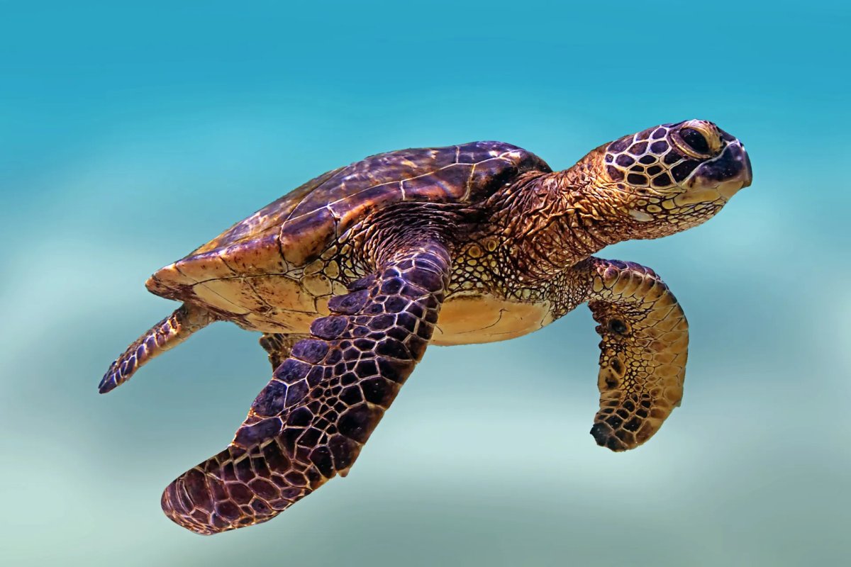 Turtle Re Kemp`s Ridley Turtle
