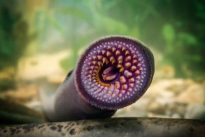 Паклар свежа