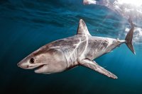 Porbeagle Shark