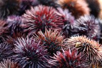 Sea Urchins