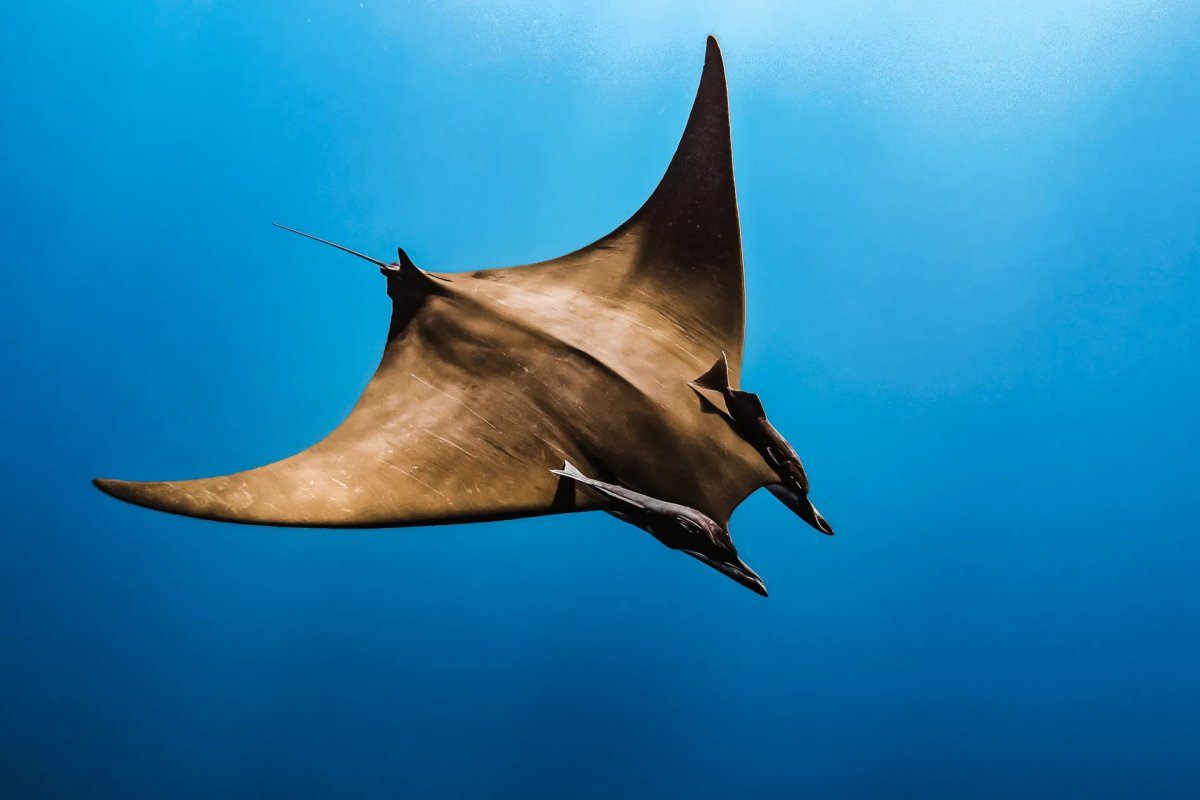 Lucifer Rays Shortfin Devil Ray