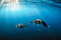 Mobula a coda di rondine