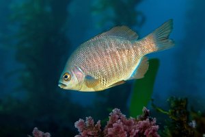Surf Perch