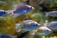 Tlamoun modravý - Blue Tilapia