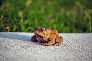 Frogs and Toads